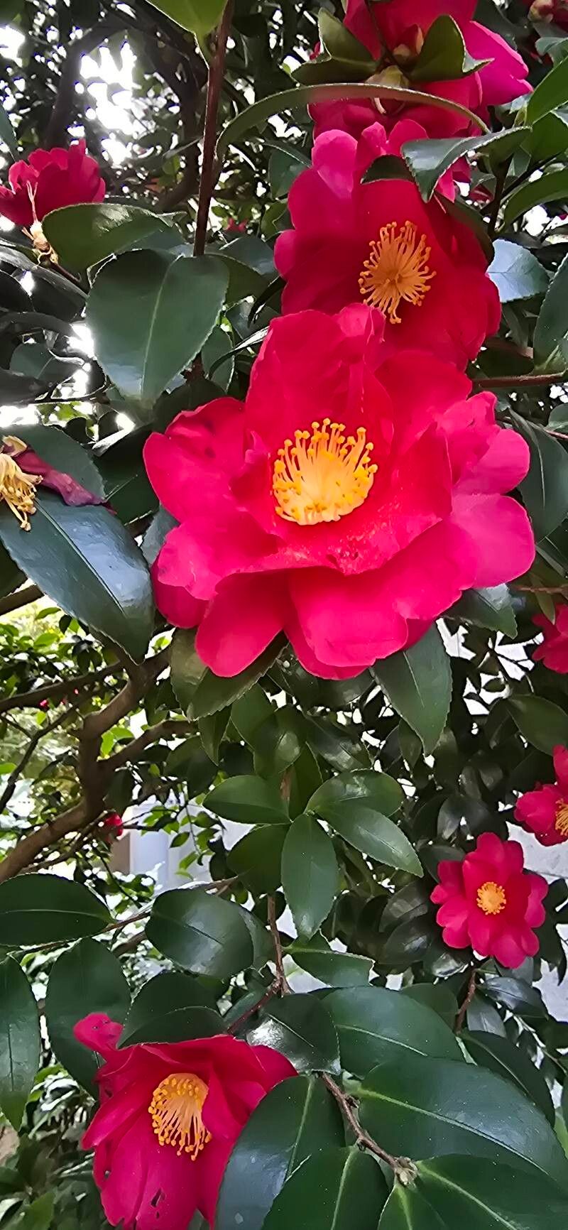 Camellia sasanqua (sasanqua camellia) (alternate view 2)