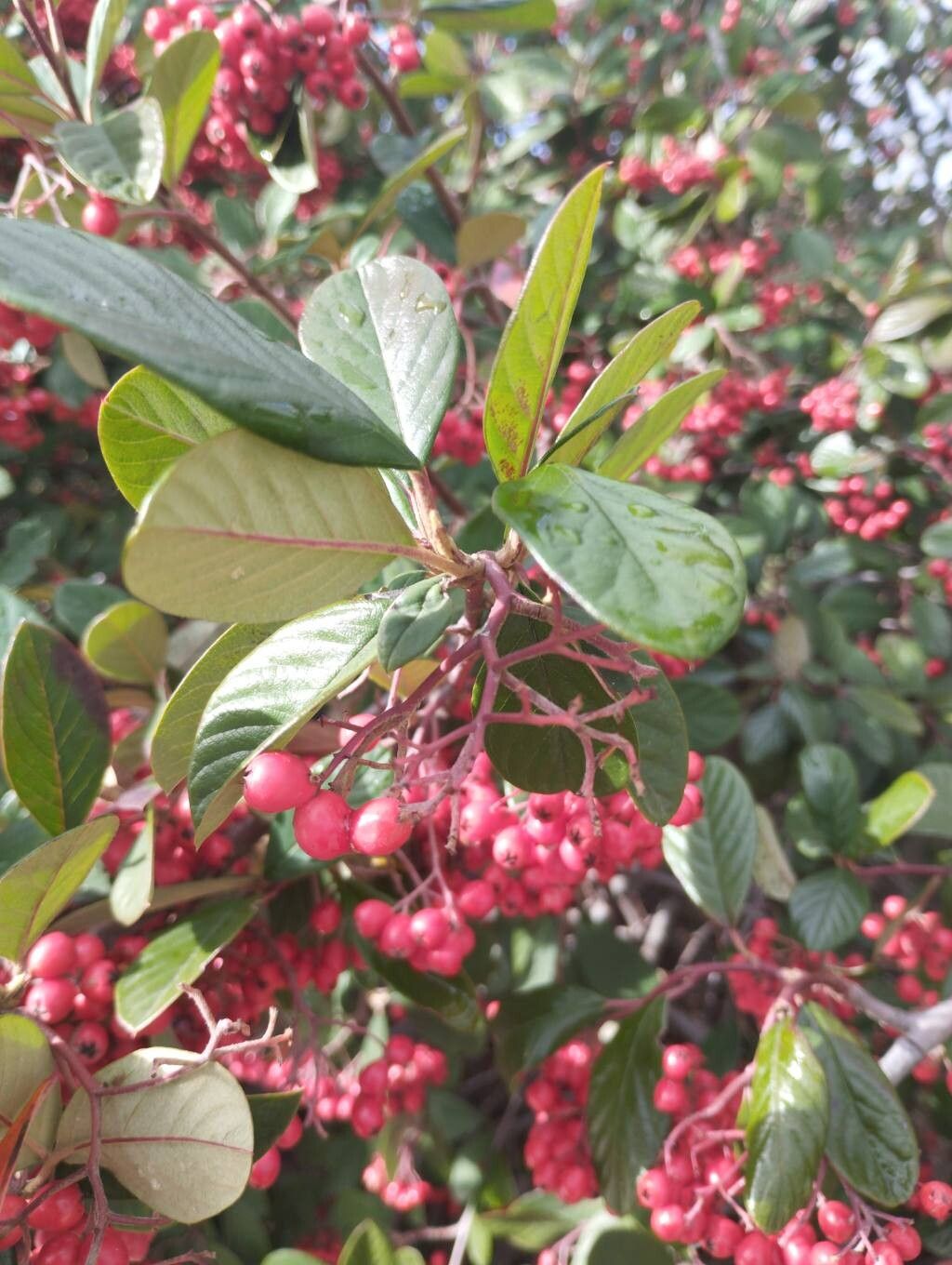Cotoneaster coriaceus (Parney cotoneaster) (alternate view 11)