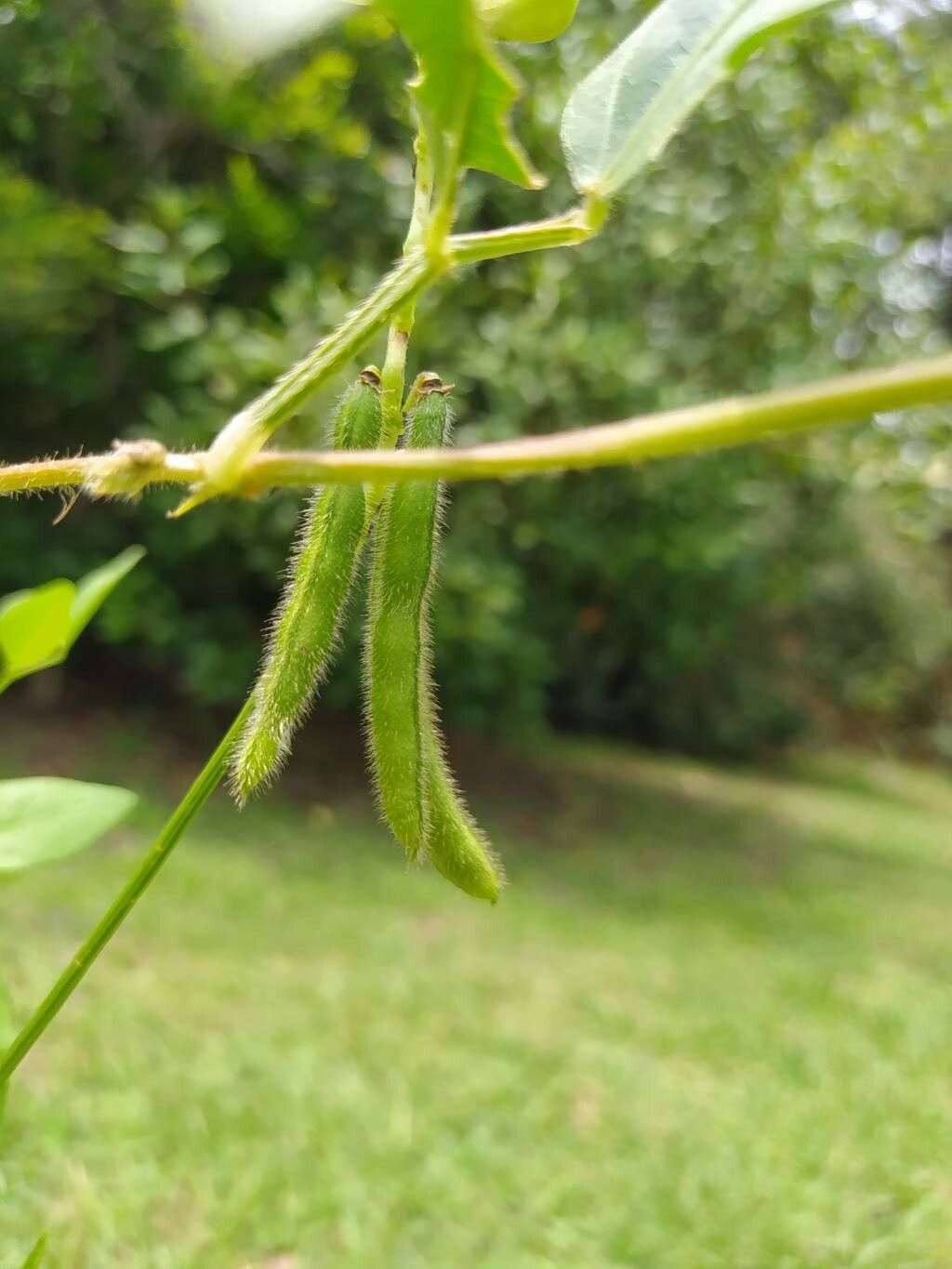 Vigna luteola (Wild Cowpea) (alternate view 11)