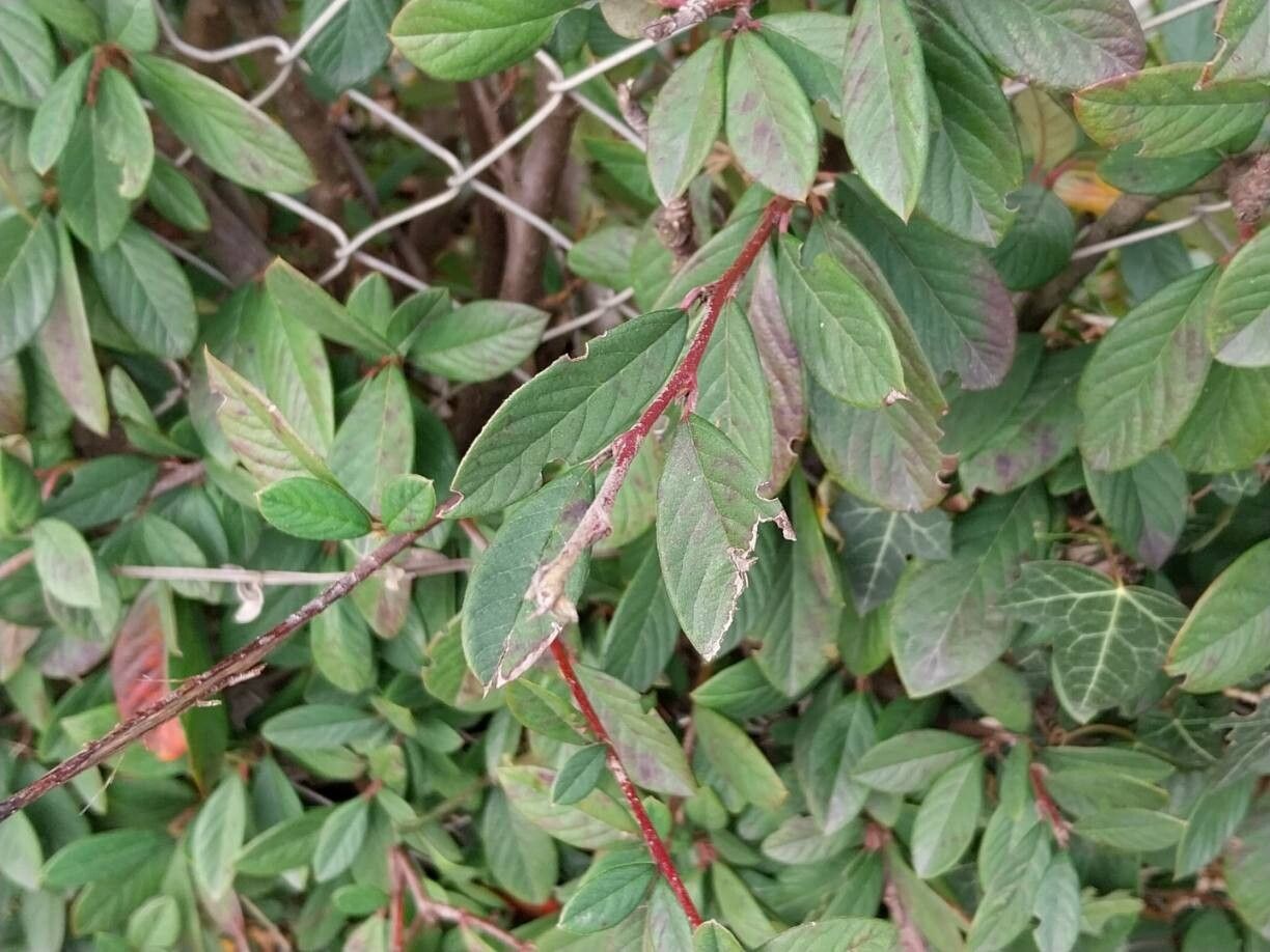 Cotoneaster salicifolius (Willow-leaved Cotoneaster) (alternate view 10)