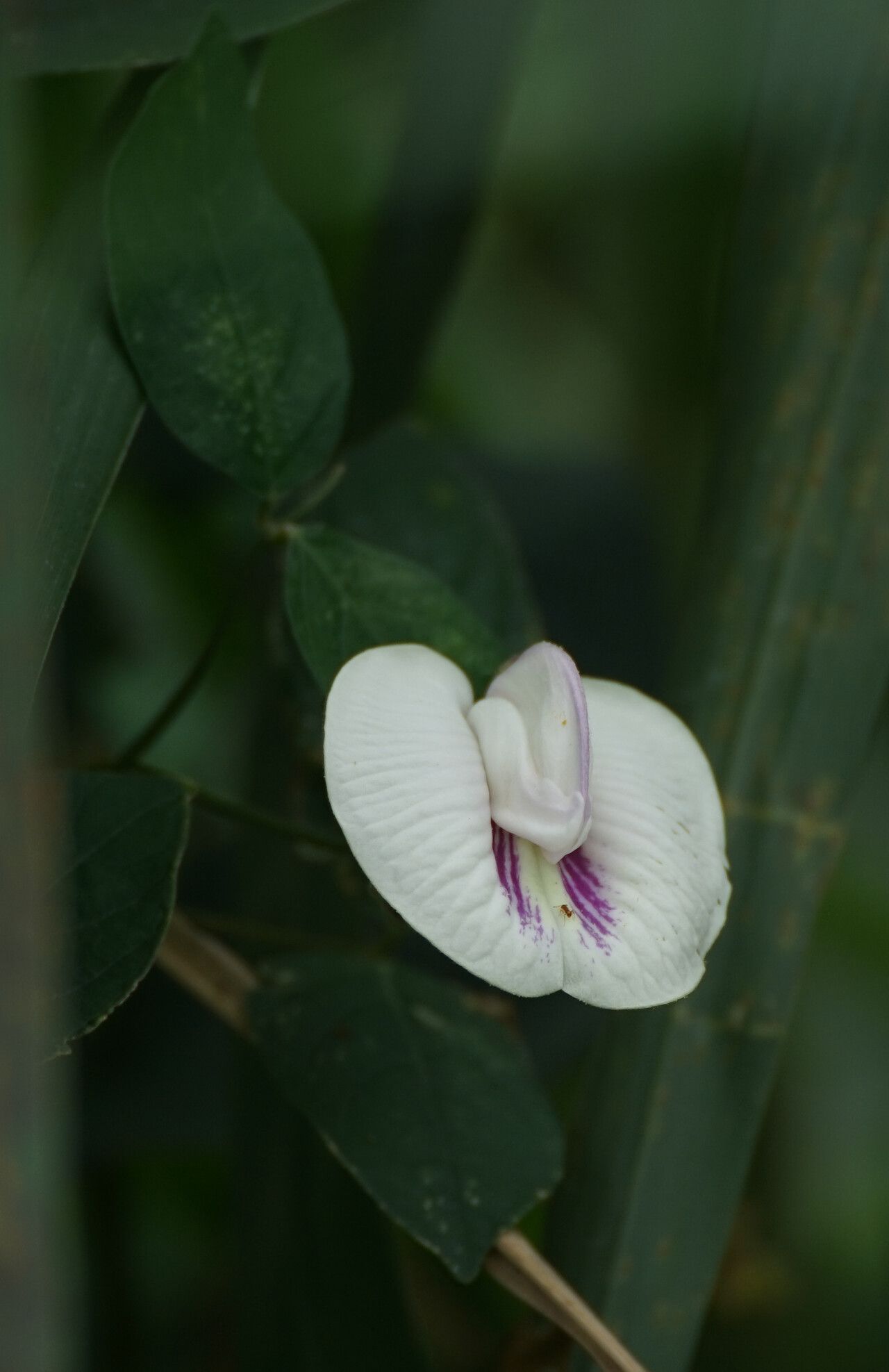 Centrosema (Butterfly Peas)