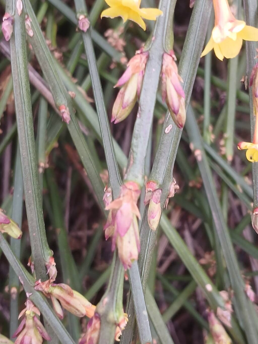 Jasminum nudiflorum (winter jasmine) (alternate view 13)