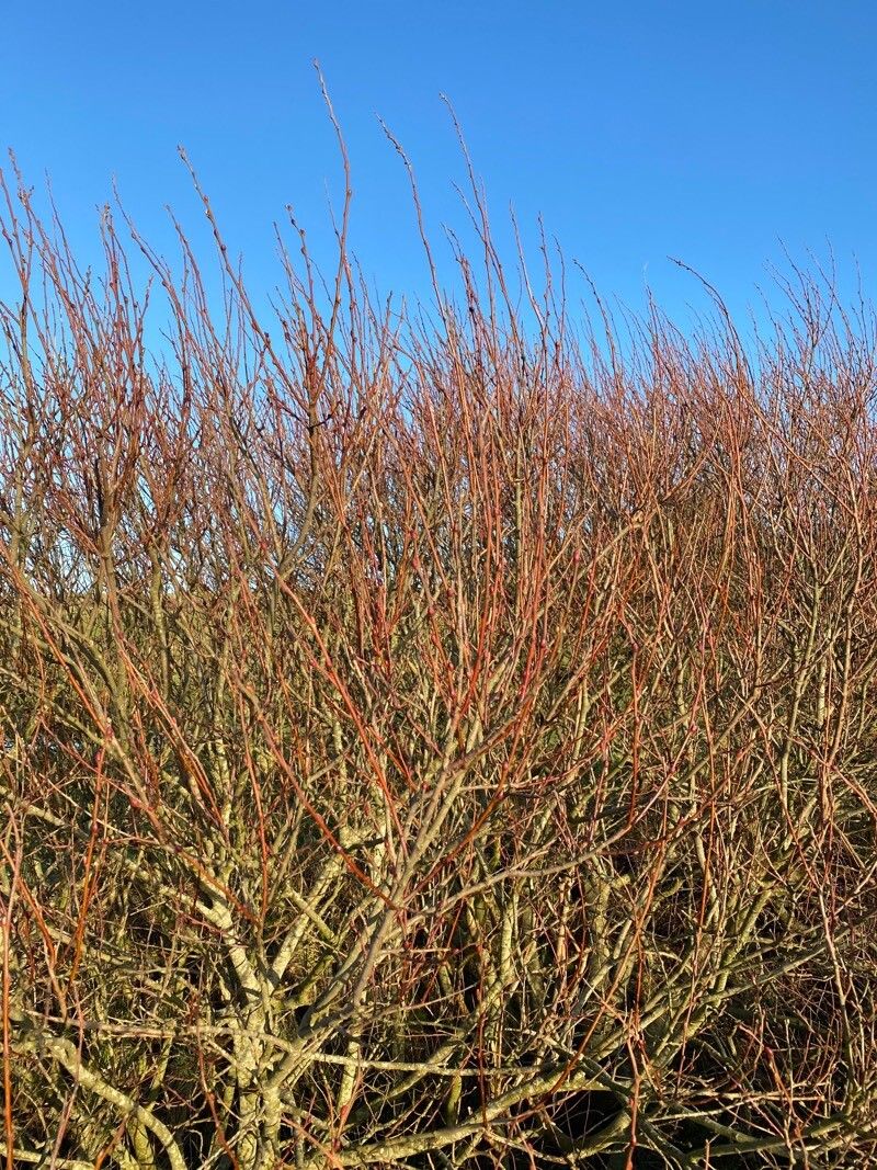 Salix viminalis (basket willow) (alternate view 13)