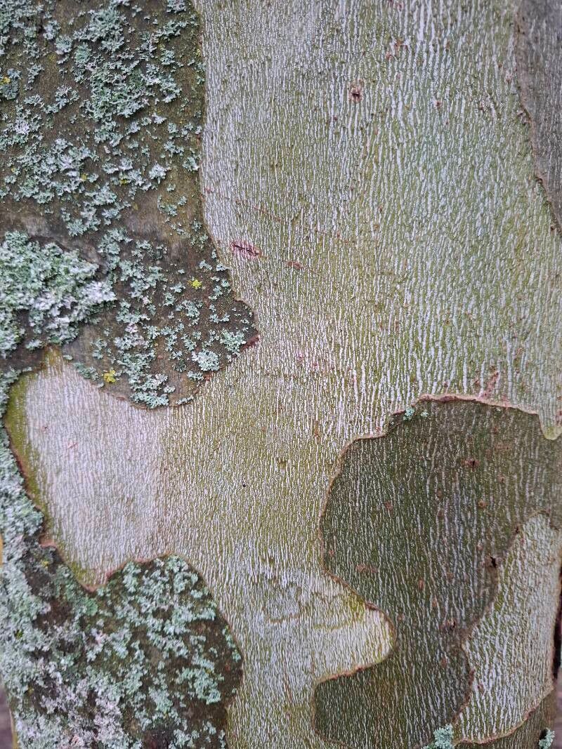 Platanus × hispanica (London Plane)