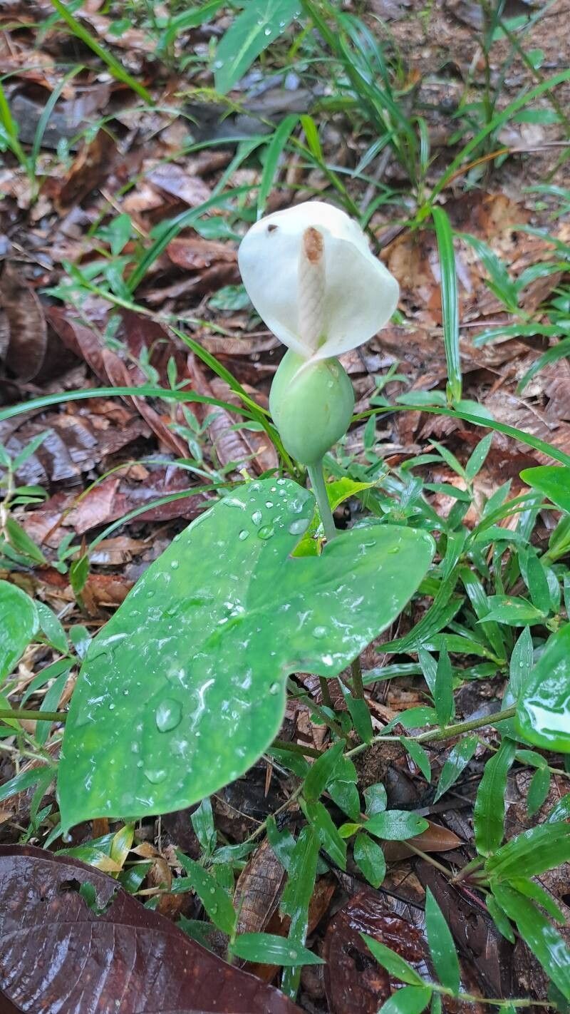 Caladium (Caladium)