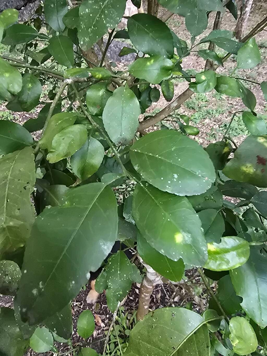 Citrus unshiu, Satsuma mandarin — spreading evergreen (Rutaceae) (image 2 of 10)