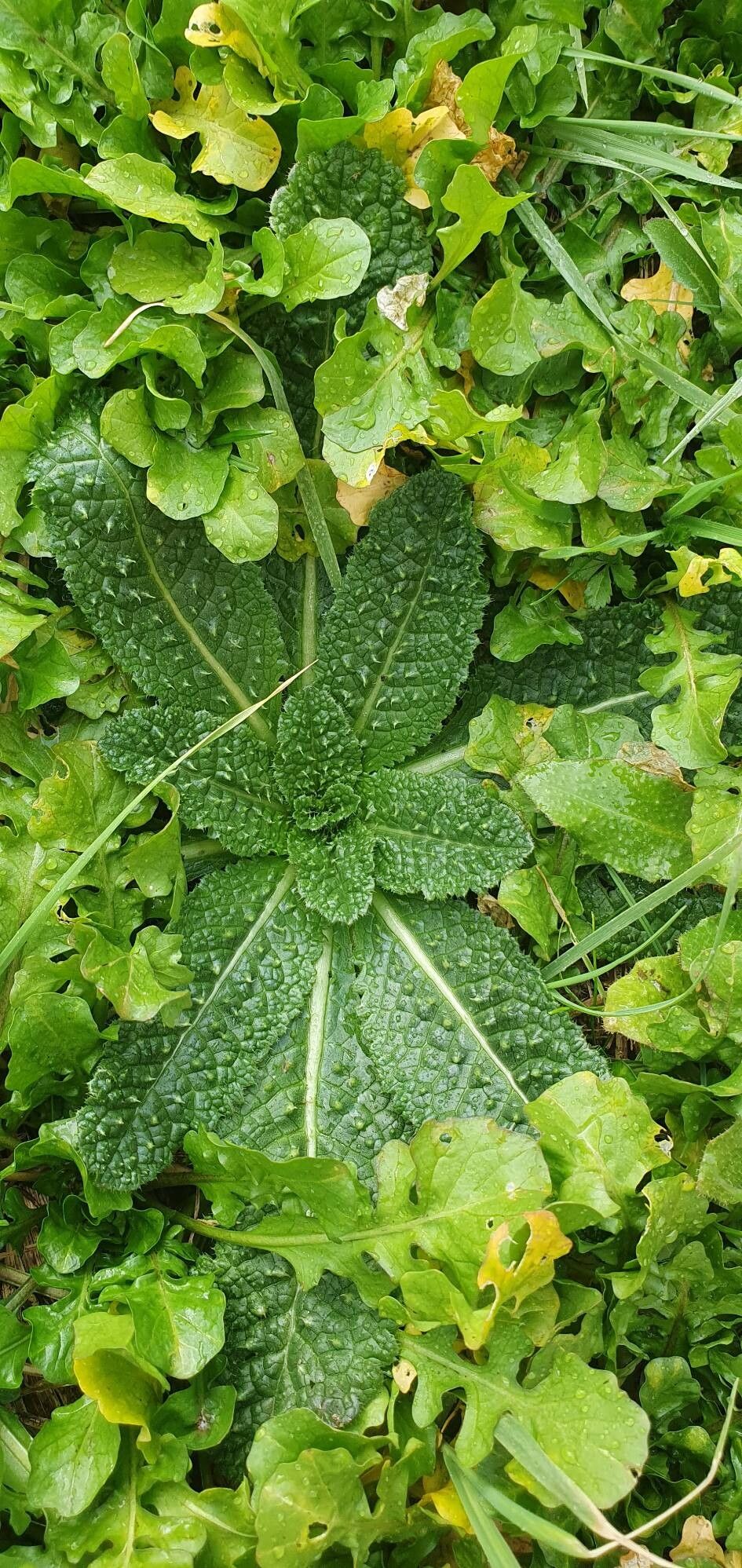 Dipsacus sativus (fuller's teasel) (alternate view 5)