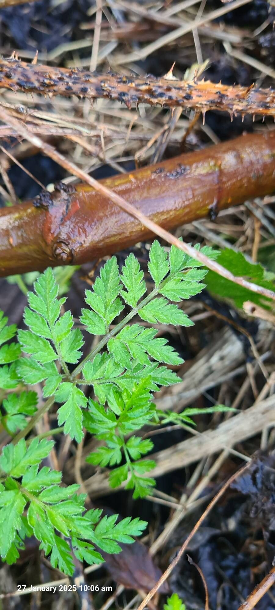 Torilis japonica (upright hedge-parsley) (alternate view 14)