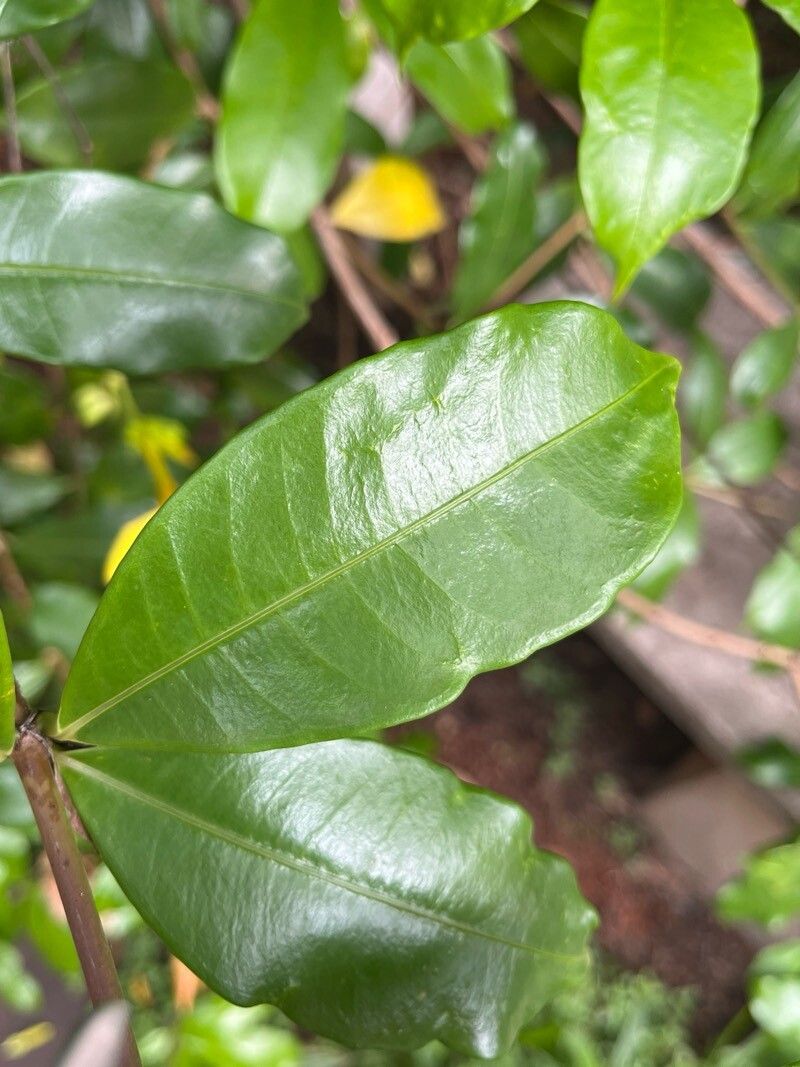 Allamanda (alternate view 2)