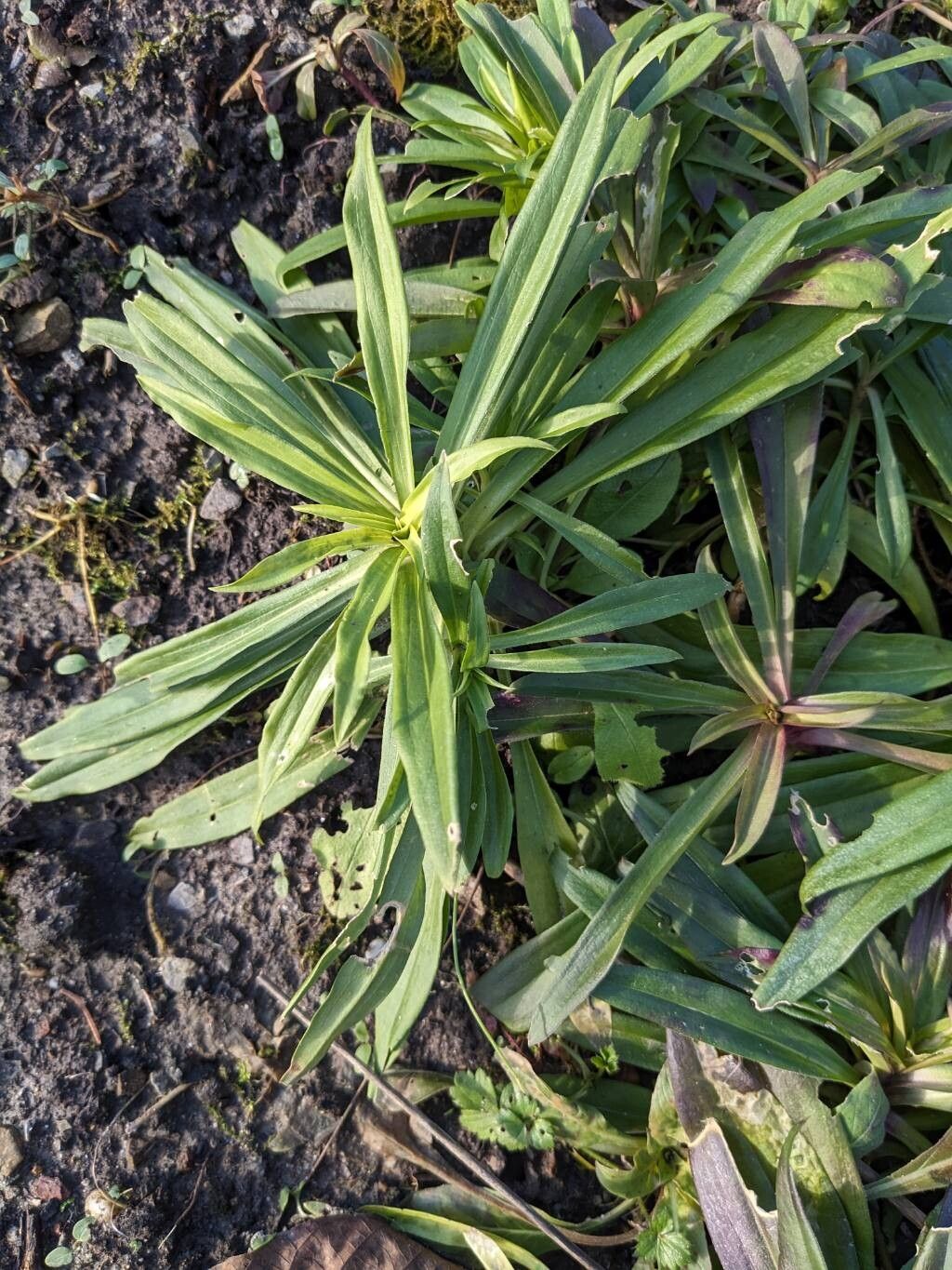 Dianthus barbatus (sweet William) (alternate view 11)