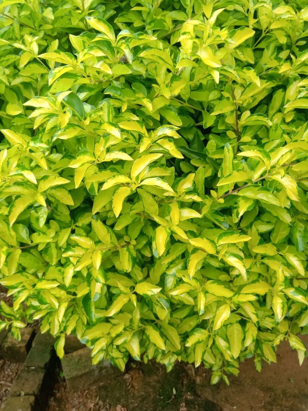 Duranta (alternate view 2)