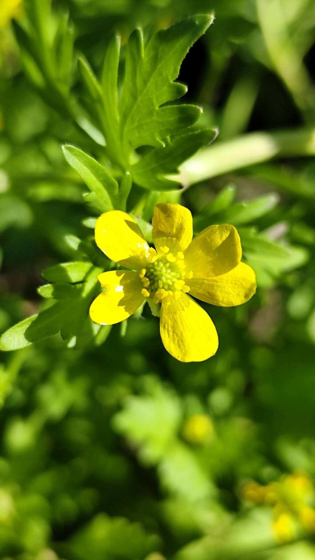 Ranunculus muricatus (Rough-fruited buttercup) (alternate view 11)