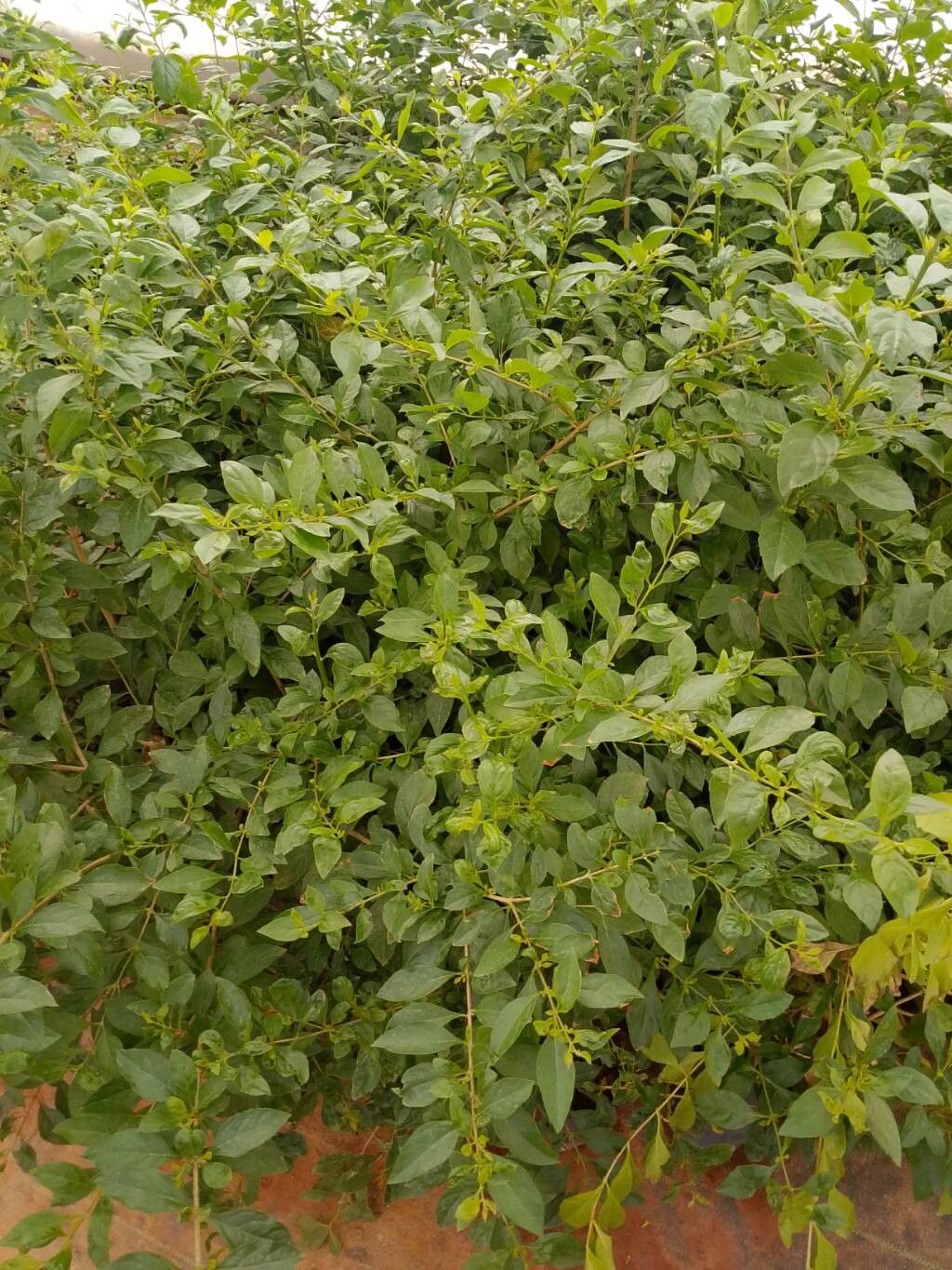 Duranta (alternate view 3)