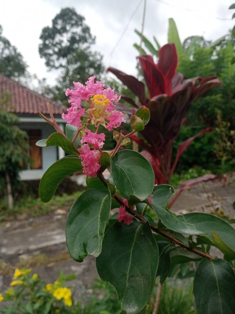 Lagerstroemia (crape-myrtles)