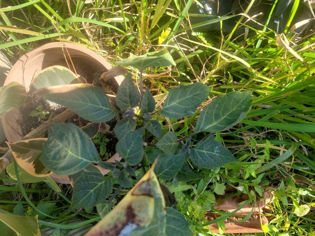 Datura metel (Devil's Trumpet Plant) (alternate view 6)
