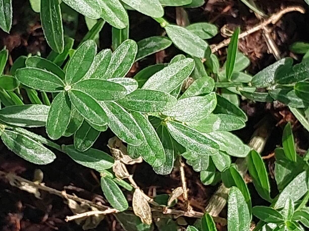 Genista tinctoria (Dyer's Greenweed) (alternate view 14)