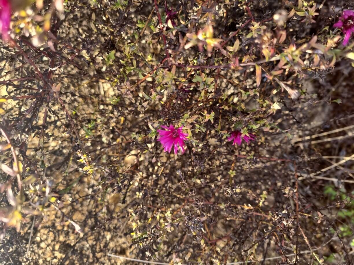 Symphyotrichum novae-angliae (New England aster) (alternate view 10)