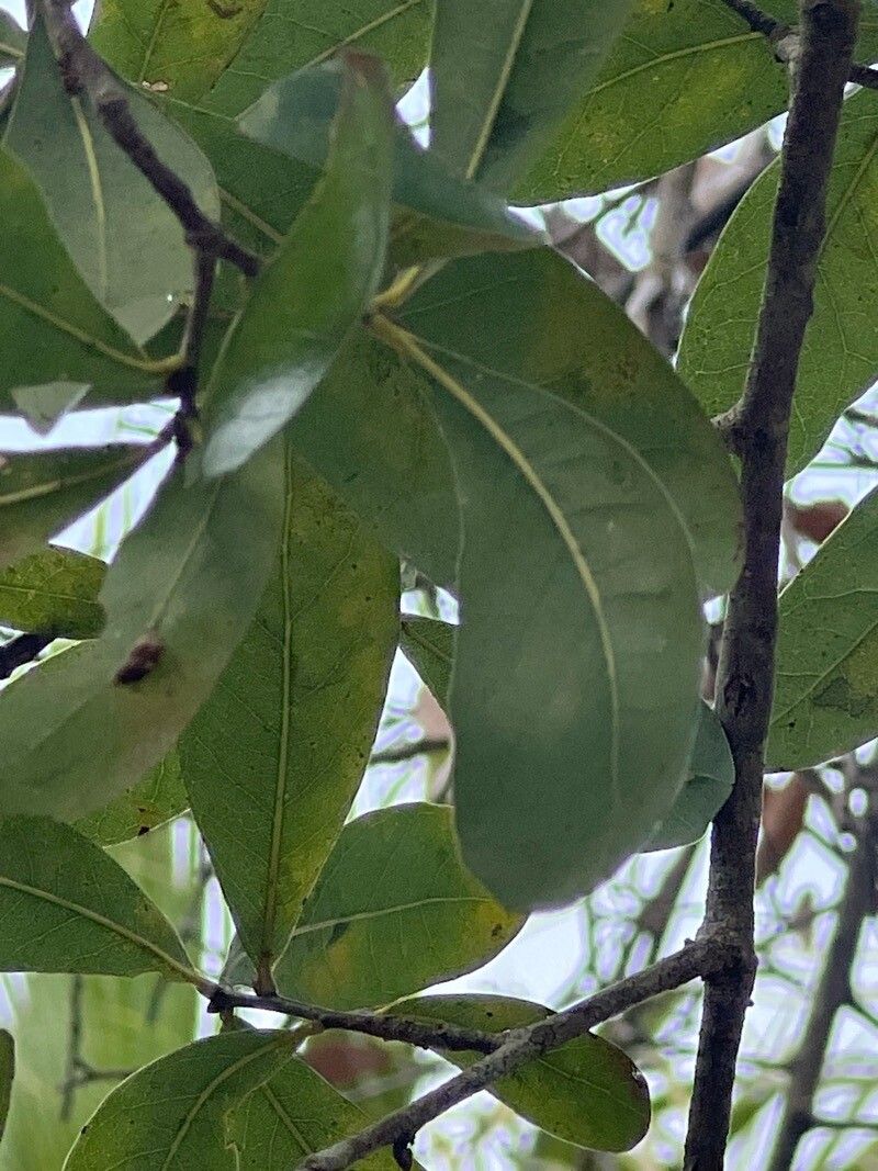 Quercus laurifolia (swamp laurel oak) (alternate view 12)