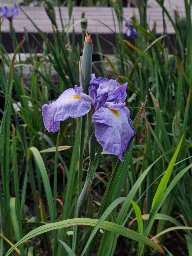 Iris ensata (Japanese iris)