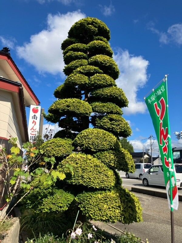 Chamaecyparis obtusa (Hinoki Cypress) (alternate view 9)
