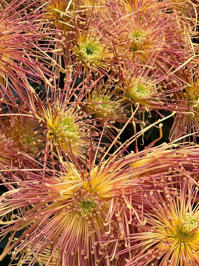 Chrysanthemum × morifolium (Garden Mum) (alternate view 12)