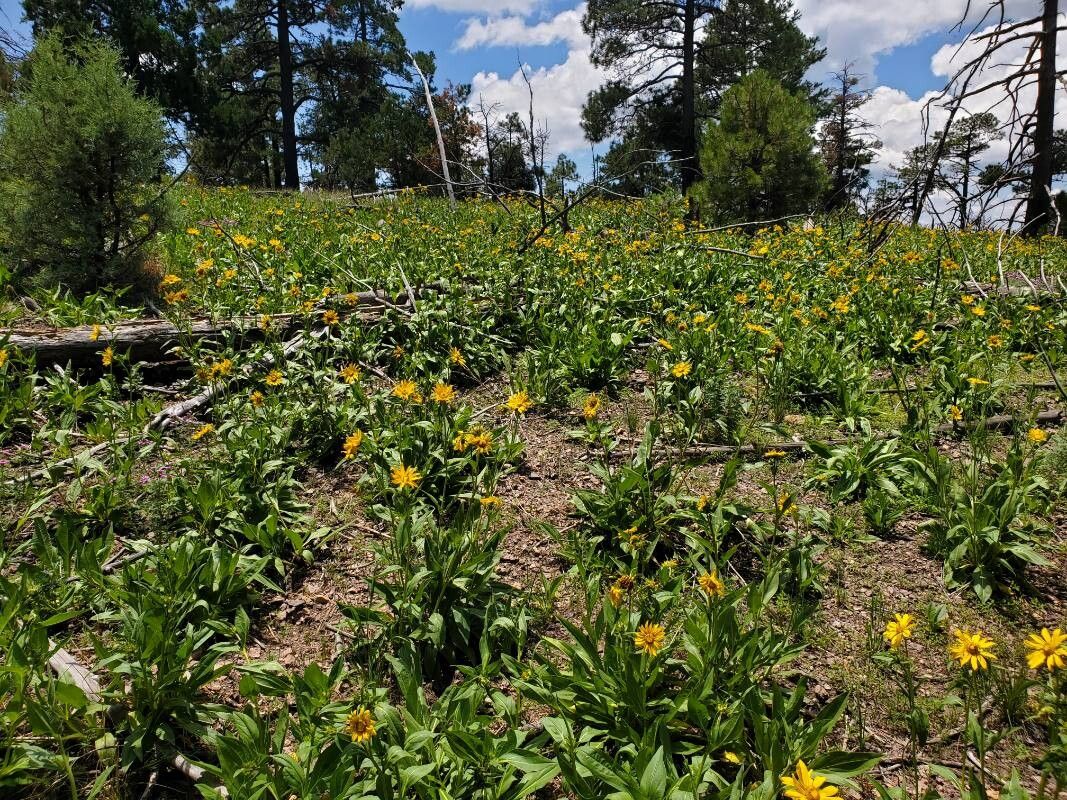 Arnica chamissonis (Meadow Arnica) (alternate view 3)