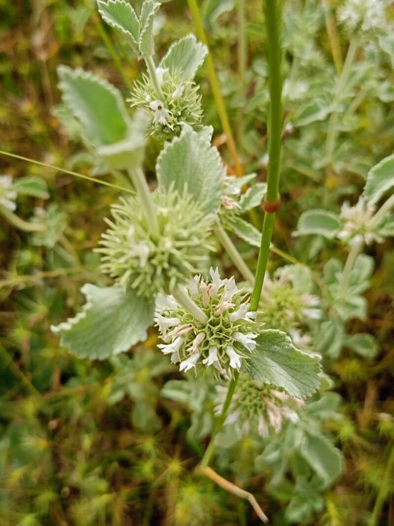 Marrubium incanum