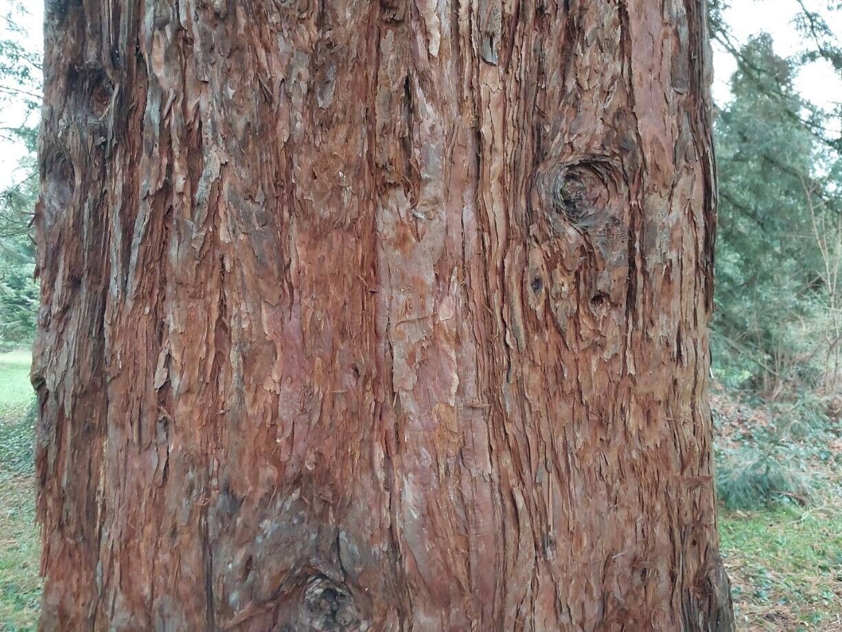 Sequoiadendron giganteum (giant sequoia) (alternate view 3)