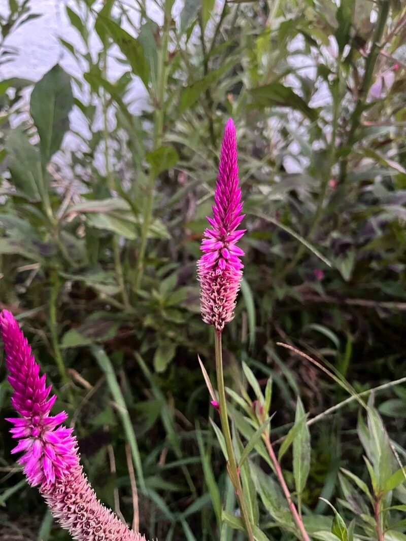 Celosia (Cockscombs) (alternate view 2)