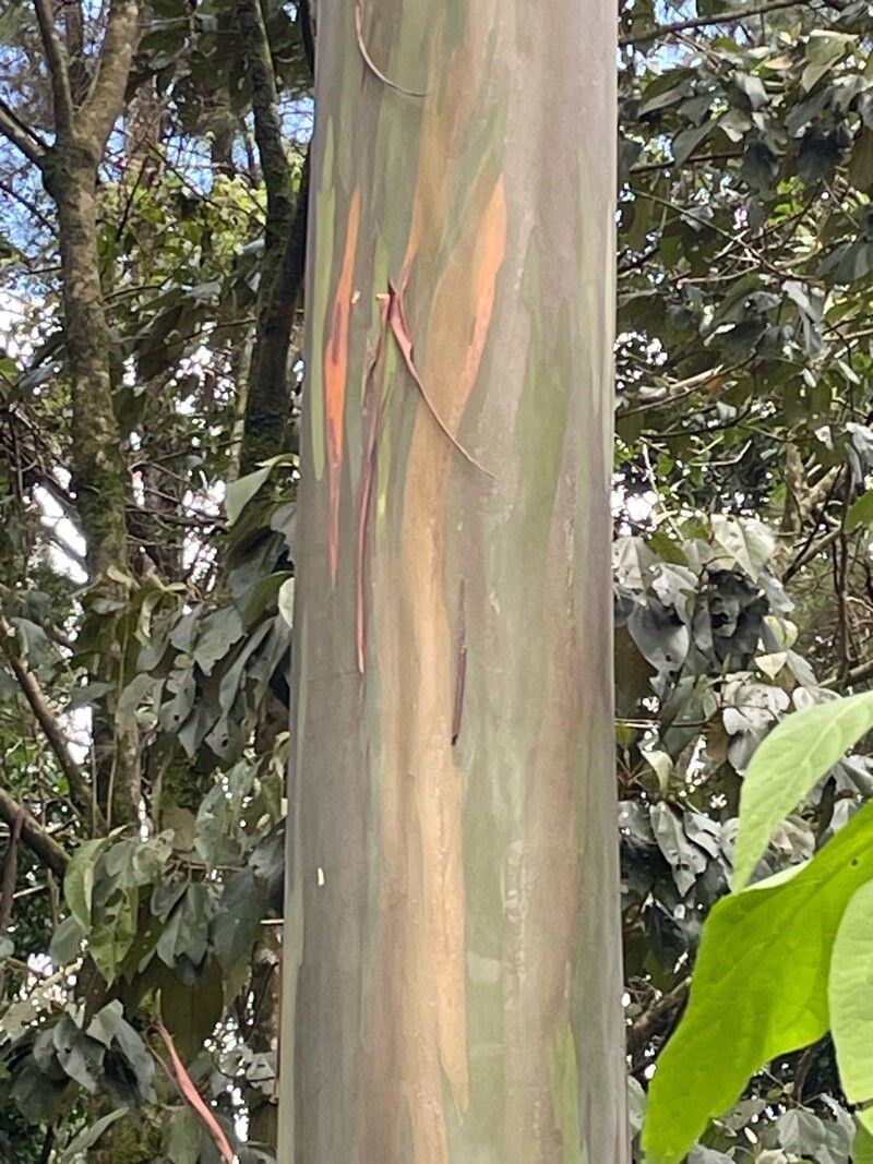 Eucalyptus deglupta (Rainbow Eucalyptus Tree) (alternate view 2)