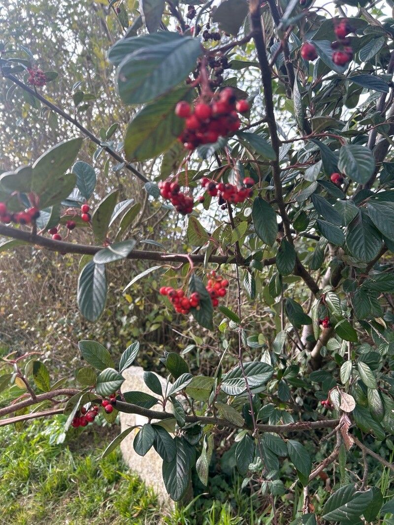 Cotoneaster coriaceus (Parney cotoneaster) (alternate view 13)