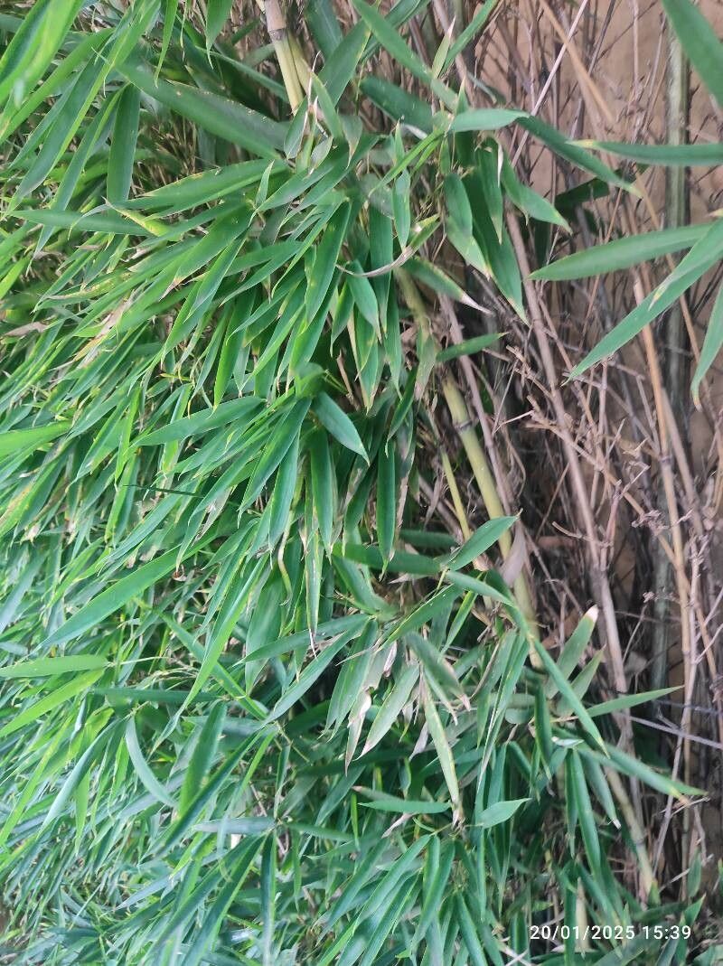 Phyllostachys aurea (golden bamboo) (alternate view 2)