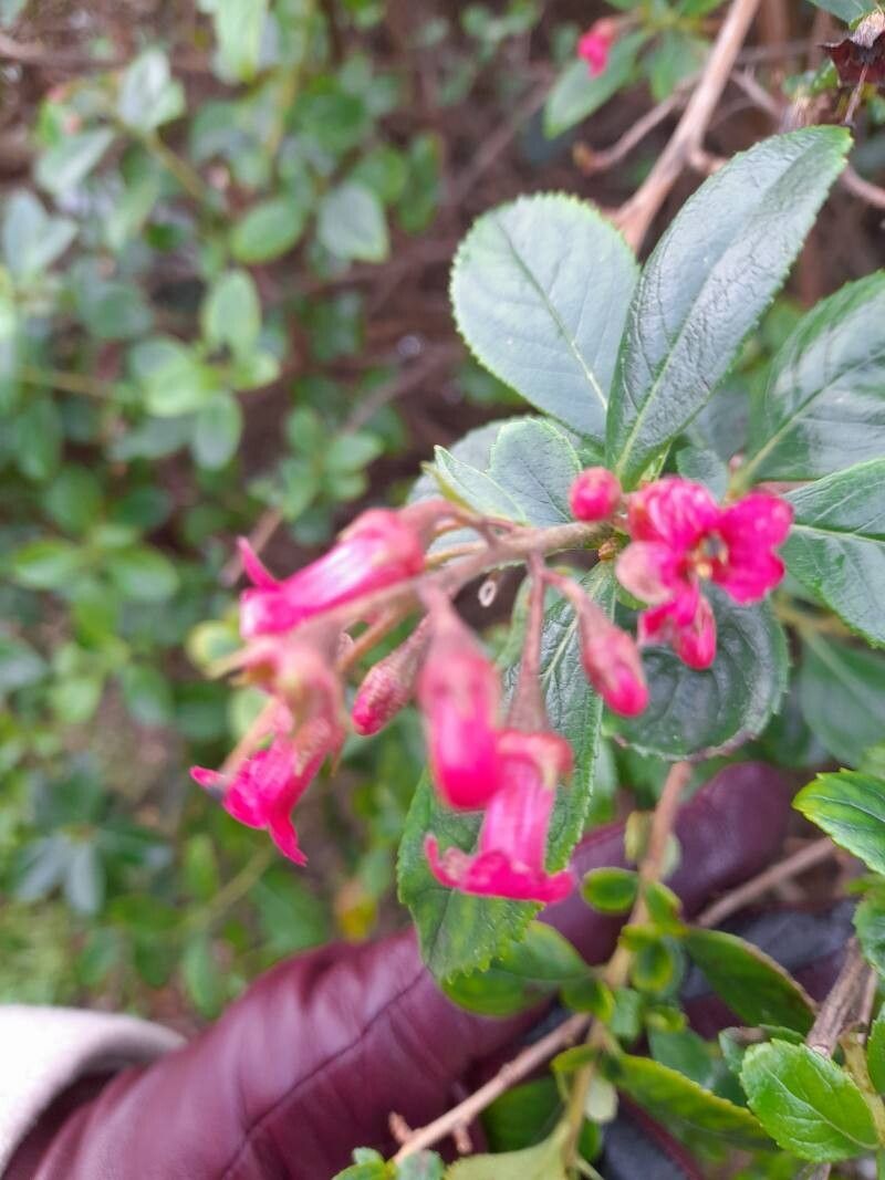 Escallonia rubra (redclaws) (alternate view 11)
