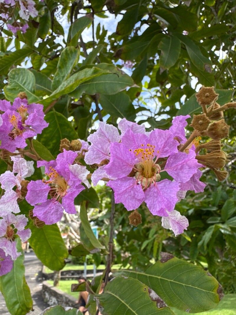 Lagerstroemia (crape-myrtles) (alternate view 3)