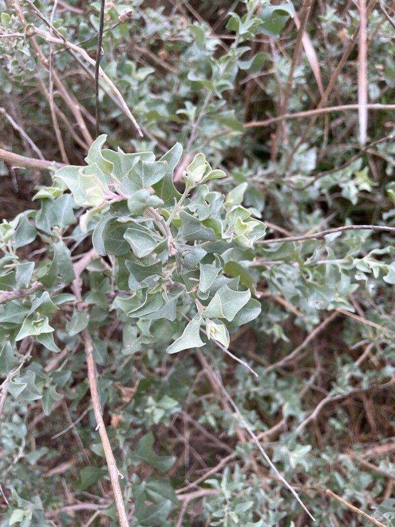 Atriplex halimus (alternate view 5)