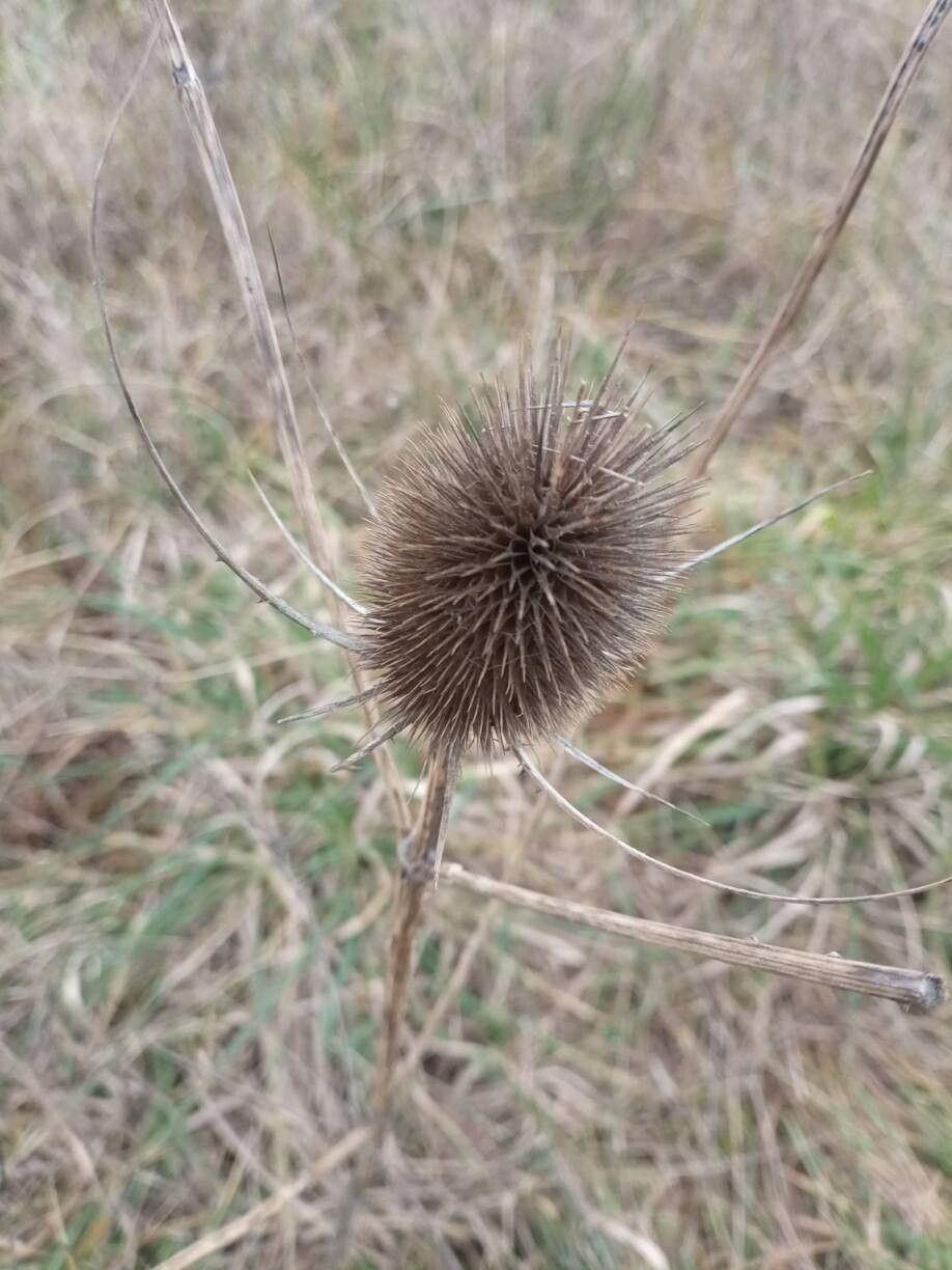 Dipsacus sativus (fuller's teasel) (alternate view 4)