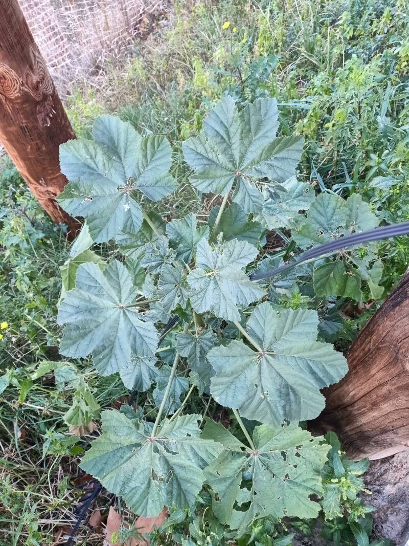 Althaea officinalis (marsh mallow) (alternate view 11)