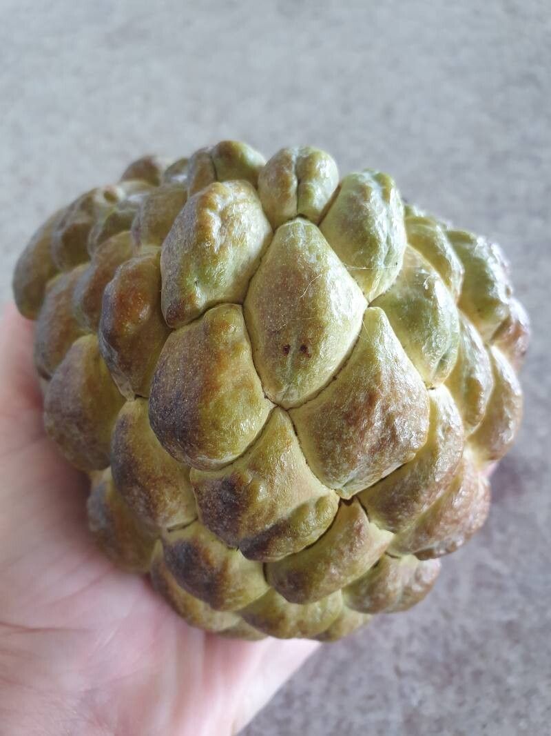 Annona squamosa (Sugar Apple) (alternate view 8)