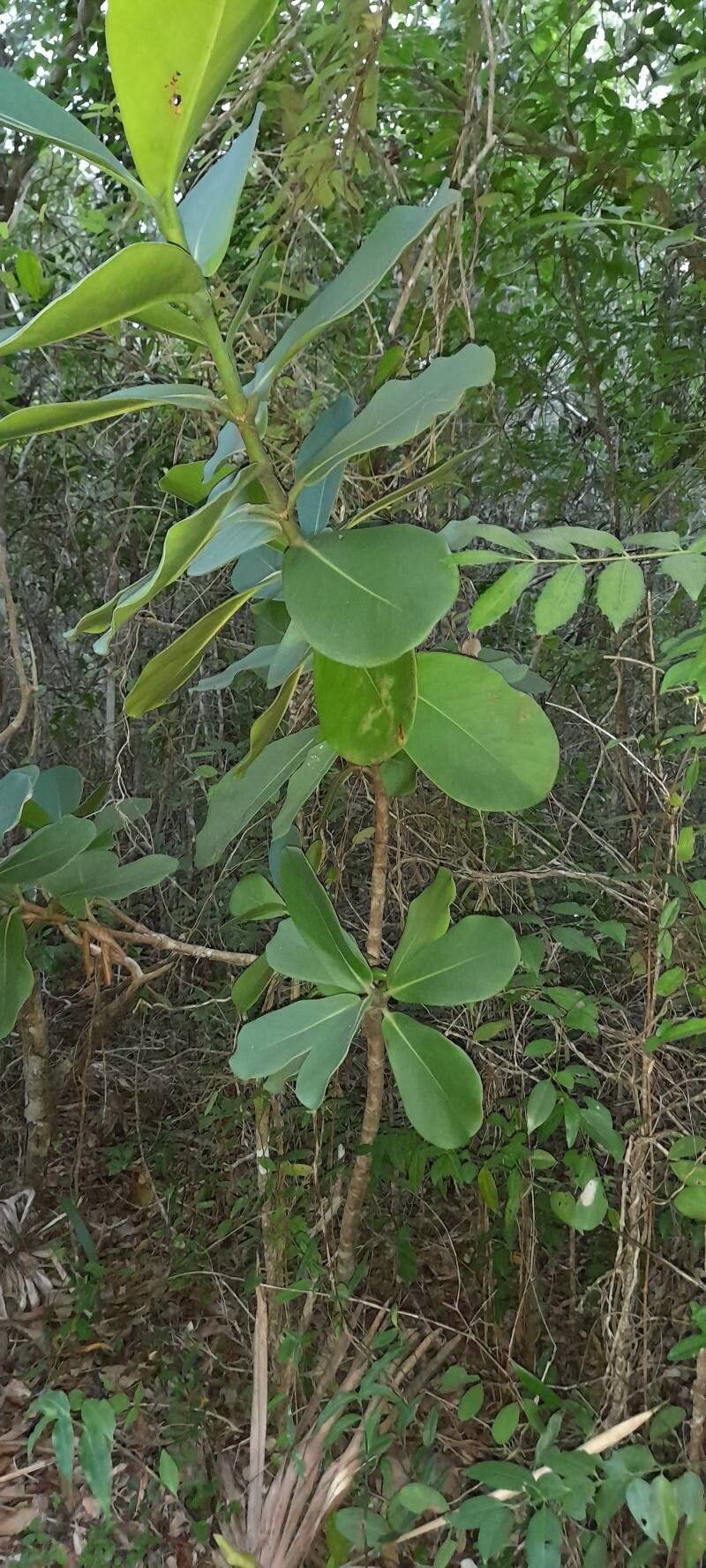 Clusia rosea (Autograph Tree) (alternate view 14)