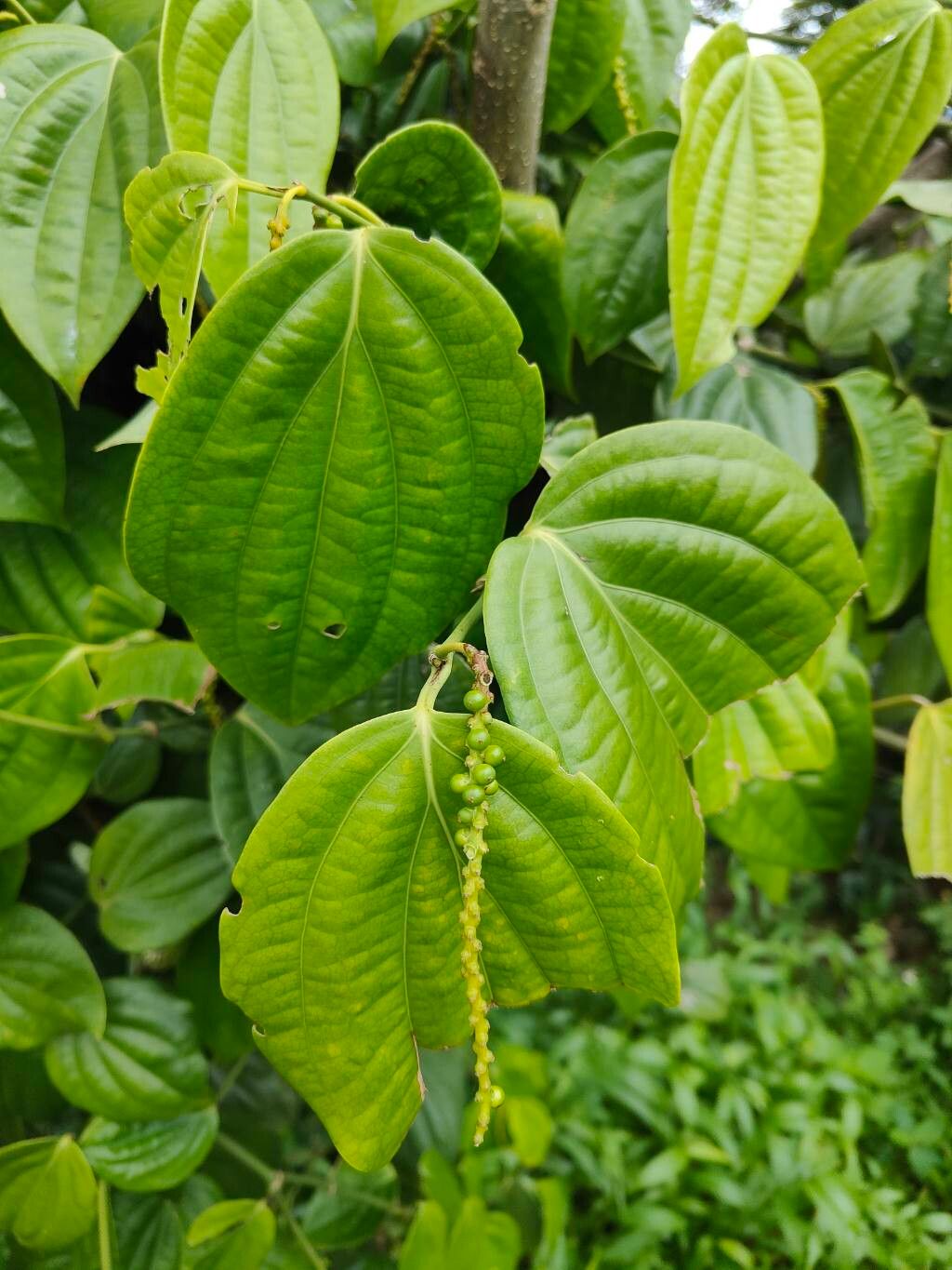 Piper nigrum (Black Pepper Plant) (alternate view 12)