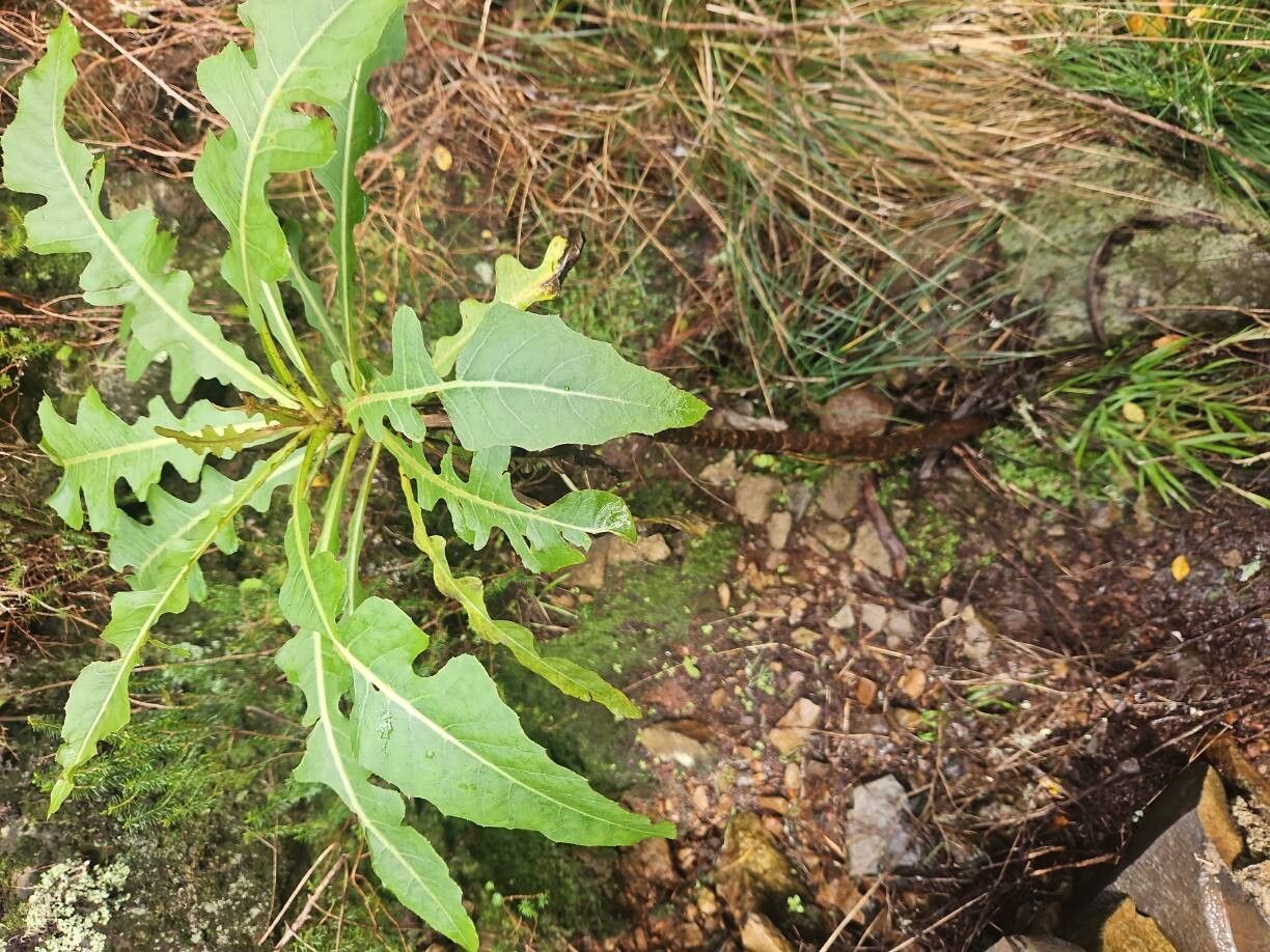 Sonchus fruticosus (alternate view 2)