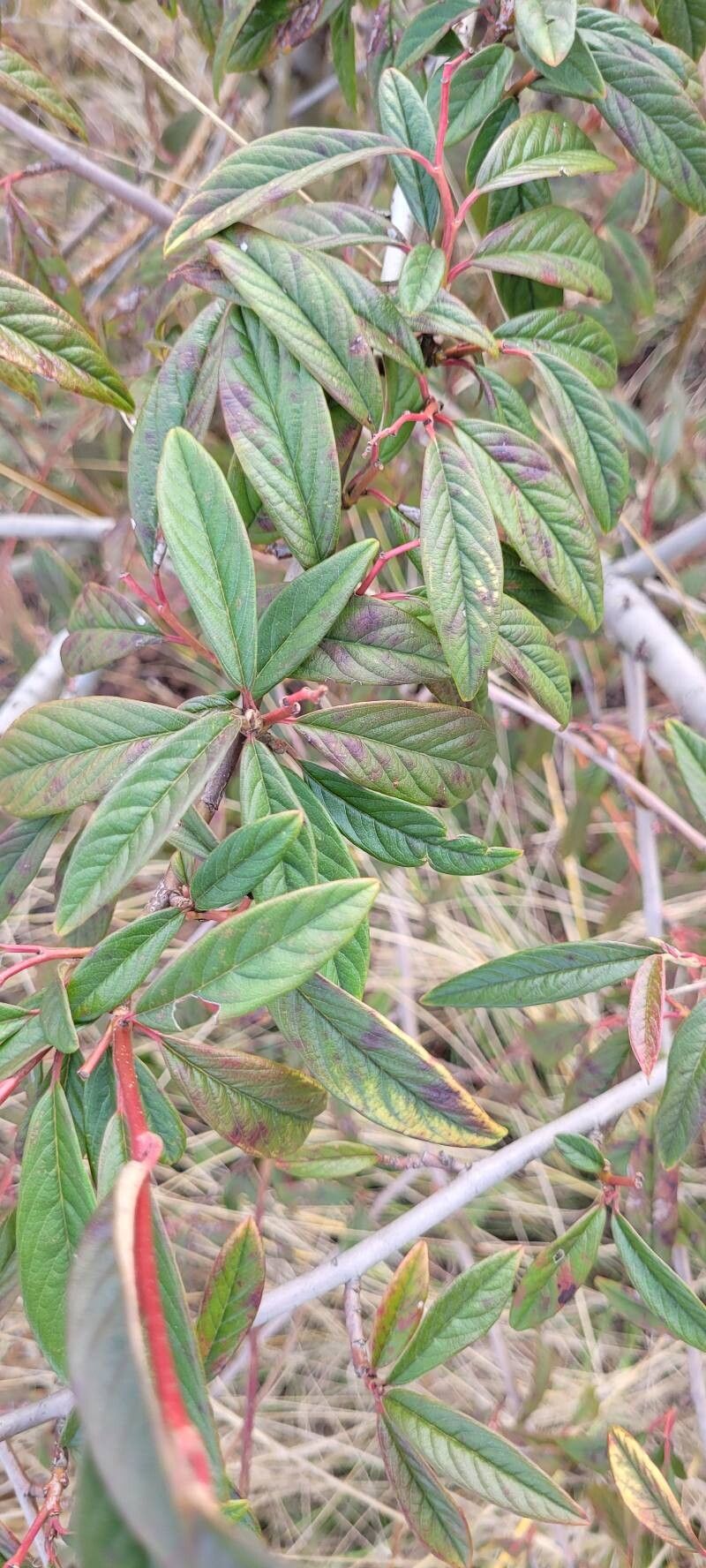 Cotoneaster salicifolius (Willow-leaved Cotoneaster) (alternate view 13)
