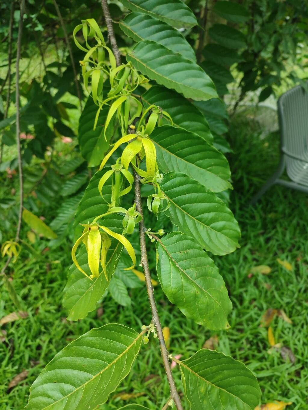 Cananga odorata (Ylang-Ylang) (alternate view 11)