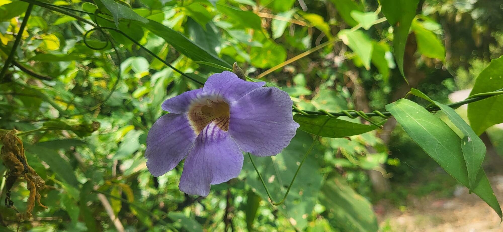 Thunbergia grandiflora (Sky Vine) (alternate view 9)
