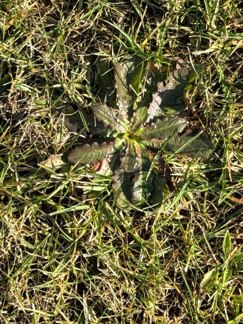 Hypochaeris glabra (Smooth Cat's Ear) (alternate view 13)