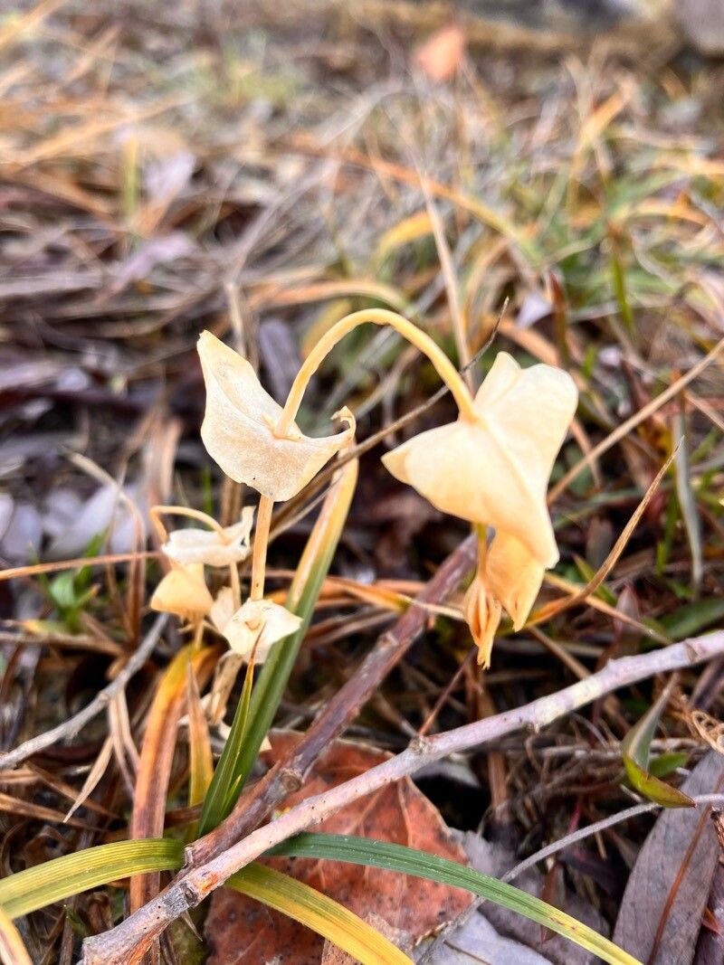 Blackstonia perfoliata (Yellow-wort) (alternate view 15)