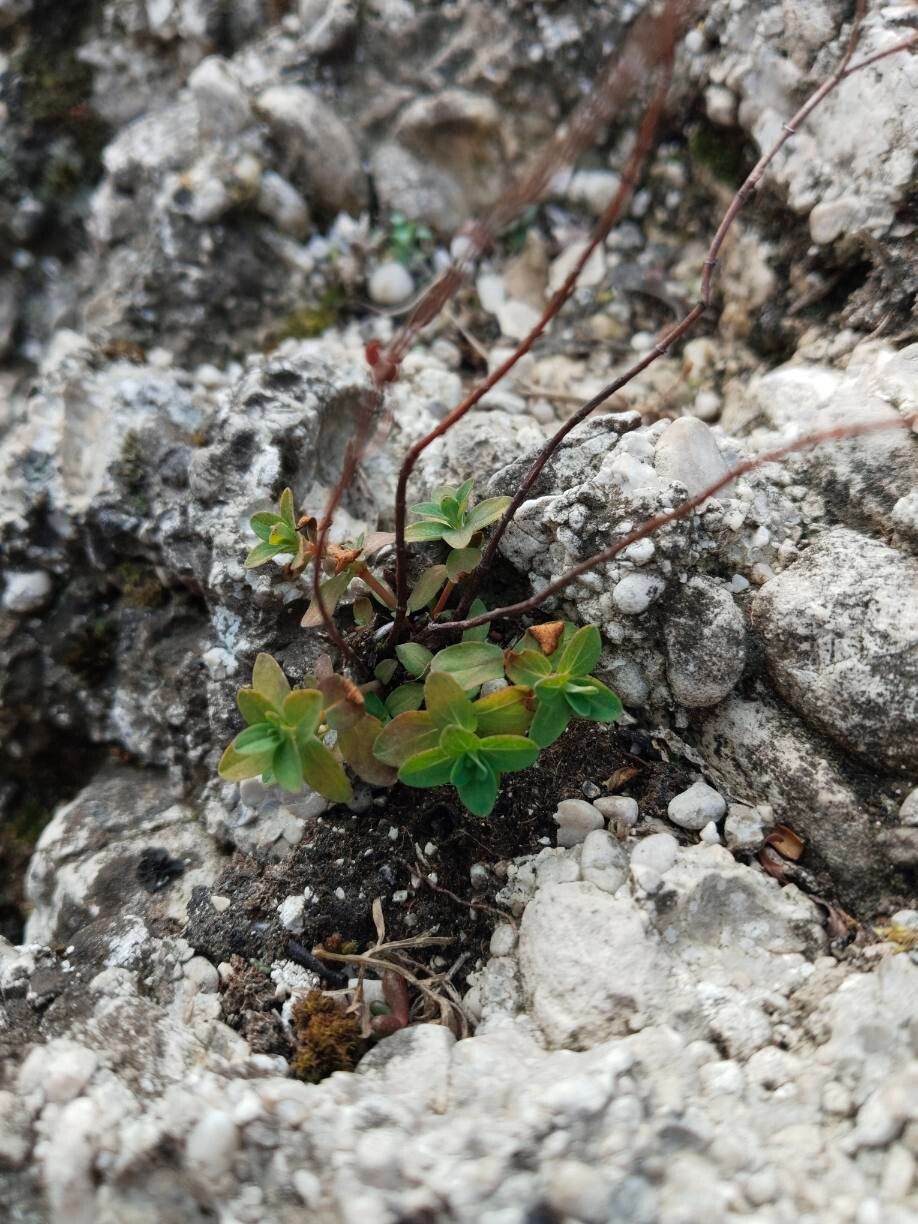 Hypericum humifusum (Trailing St John's-wort) (alternate view 15)