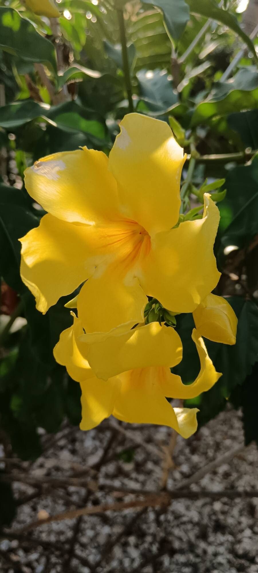 Allamanda (alternate view 3)