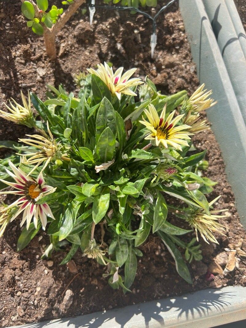 Gazania (Treasure Flowers) (alternate view 3)