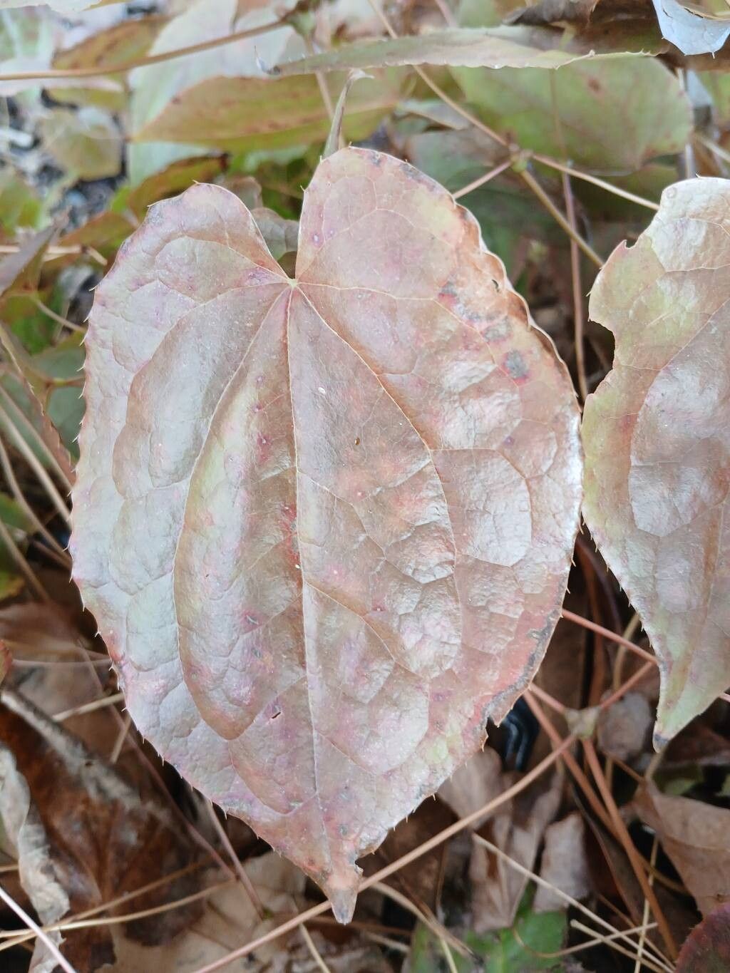 Epimedium (barrenworts) (alternate view 3)
